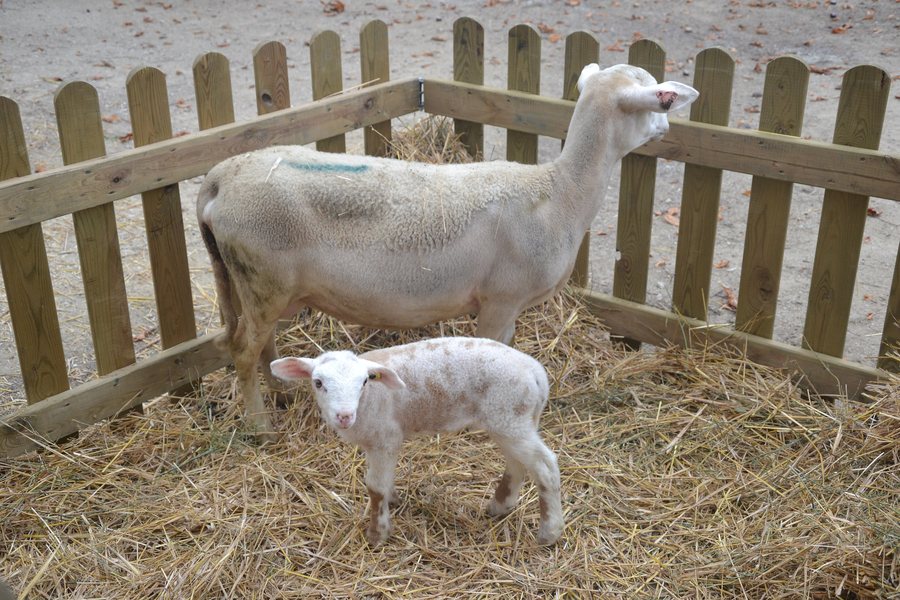 File:Midi en France - Agneau de Sault 1.JPG