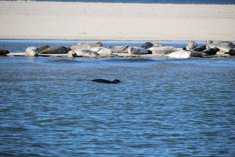 Robben vor Langeoog