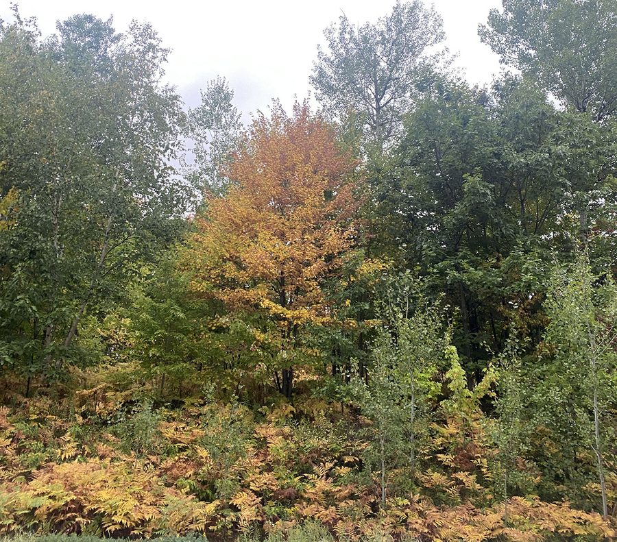 Осенние краски в Chequamegon-Nicolet National Forest в Wisconsin