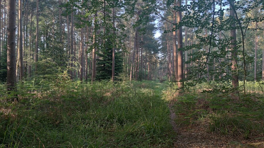 File:Bracknell Forest near Blane's Lane - geograph.org.uk - 6869944.jpg