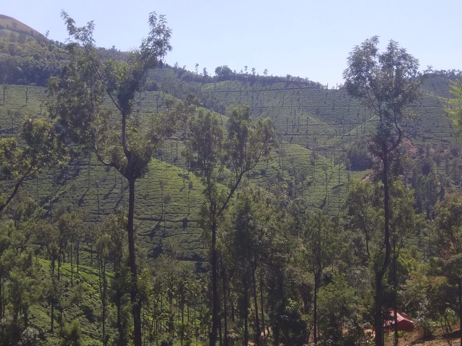 Kelaguru Tea Estate im Chikmagalur-Raum