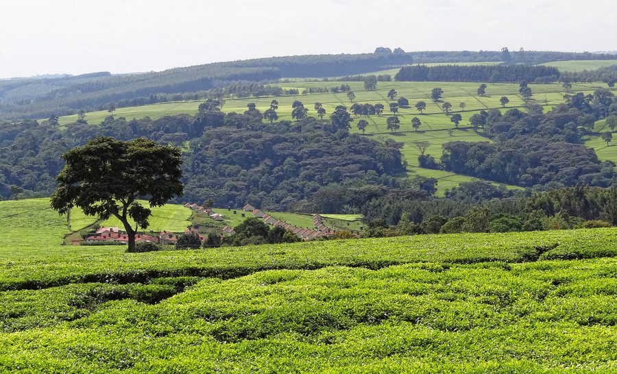 Teeplantage nahe Kericho im grünen kenianischen Hochland