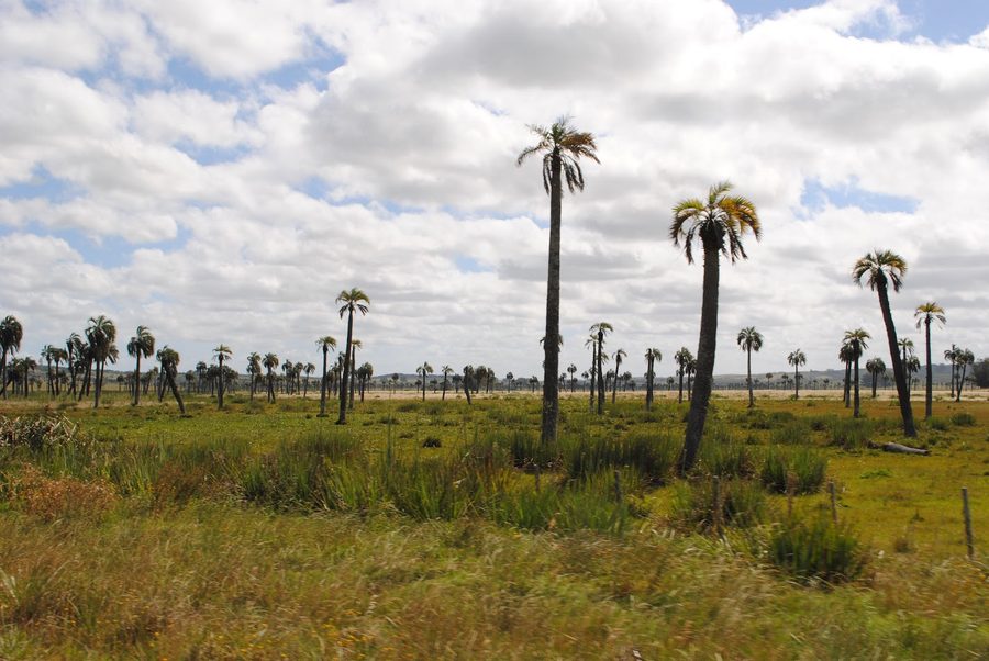 Butiá-Palmen in den Palmares de Castillos im Departamento Rocha, Uruguay