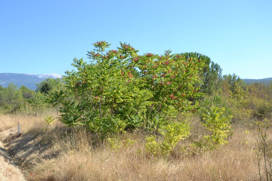 File:Ailanthus altissima (Villes-sur-Auzon) 1.jpg