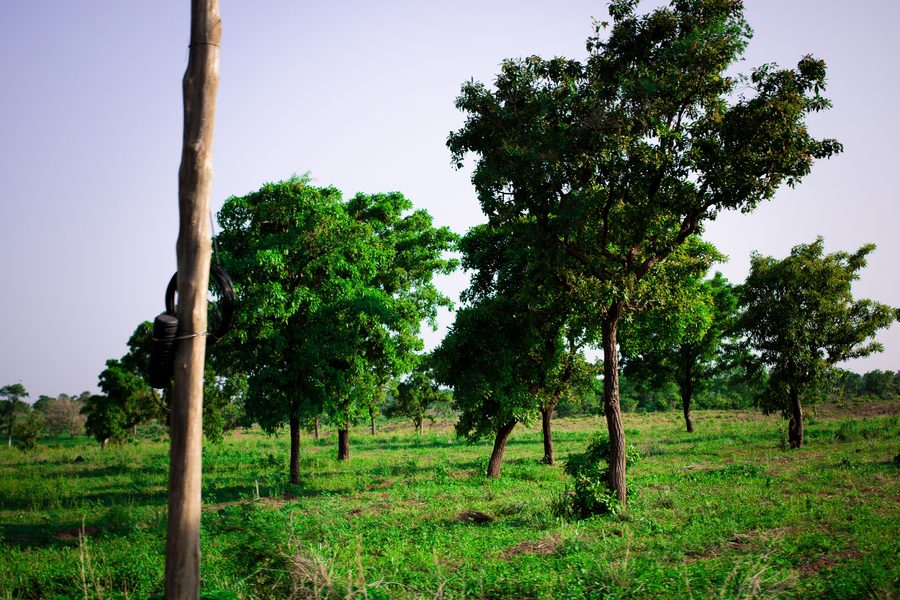 Green vegetation in the Upper West Region of Ghana