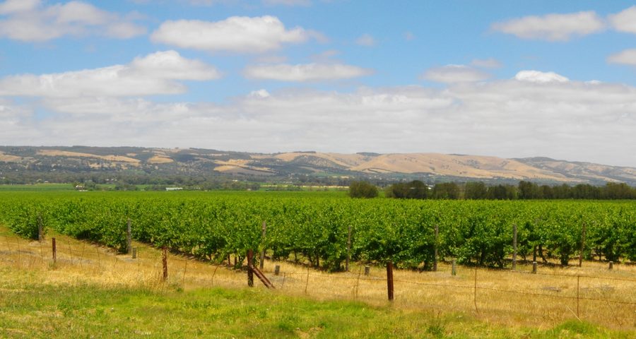Винный ландшафт в регионе McLaren Vale
