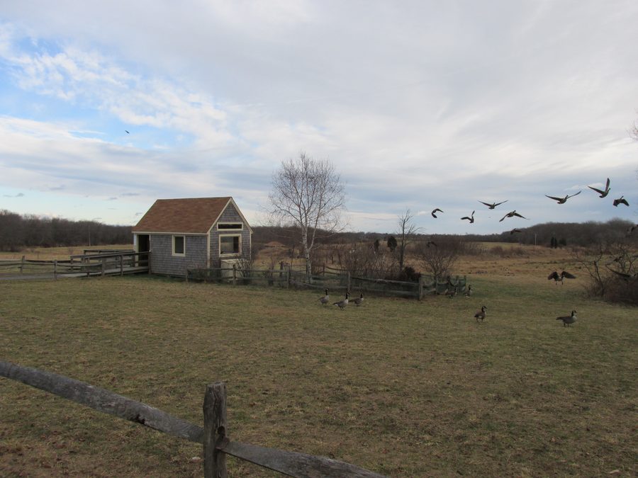 Ландшафт в Daniel Webster Wildlife Sanctuary в Marshfield, Massachusetts
