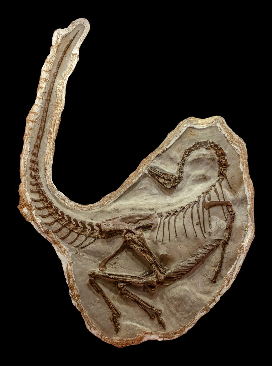 Окаменелость Ornithomimus в Royal Tyrrell Museum в Drumheller