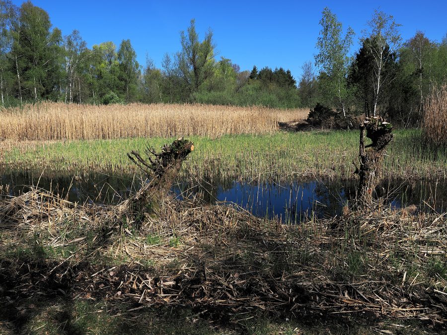 Bürmooser Moor mit Moorwald, Feuchtwiesen und Gewässern