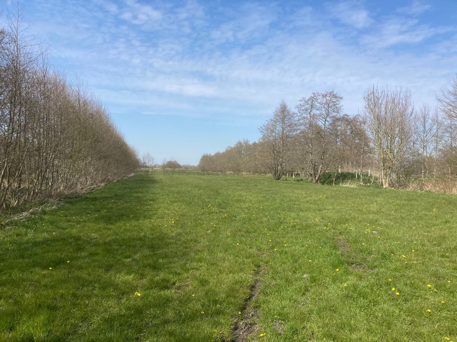 File:Roderwolde Sanderbuur Leekstermeer Natuurontwikkeling Rewildering 12 16 49 297000.jpeg