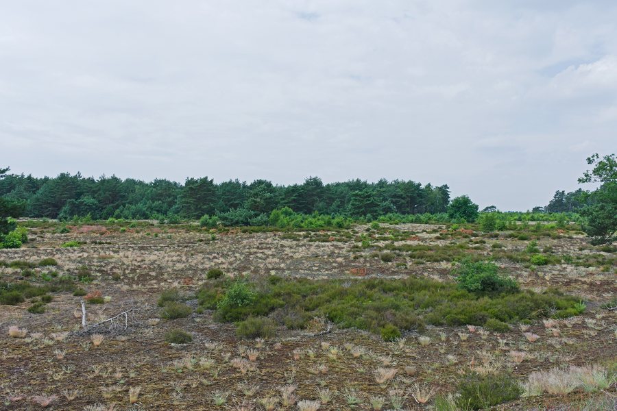 File:Radio Kootwijk Moorland west of Radio Kootwijk Building A.jpg