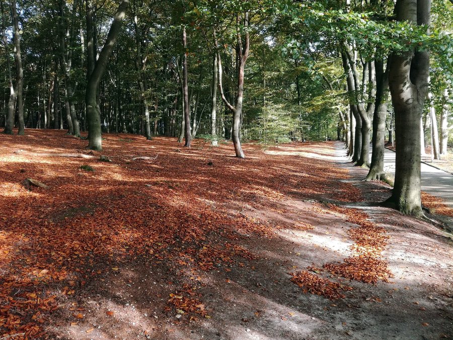 File:Arnhem Park Klarenbeek NW ne 20191026 1252.jpg