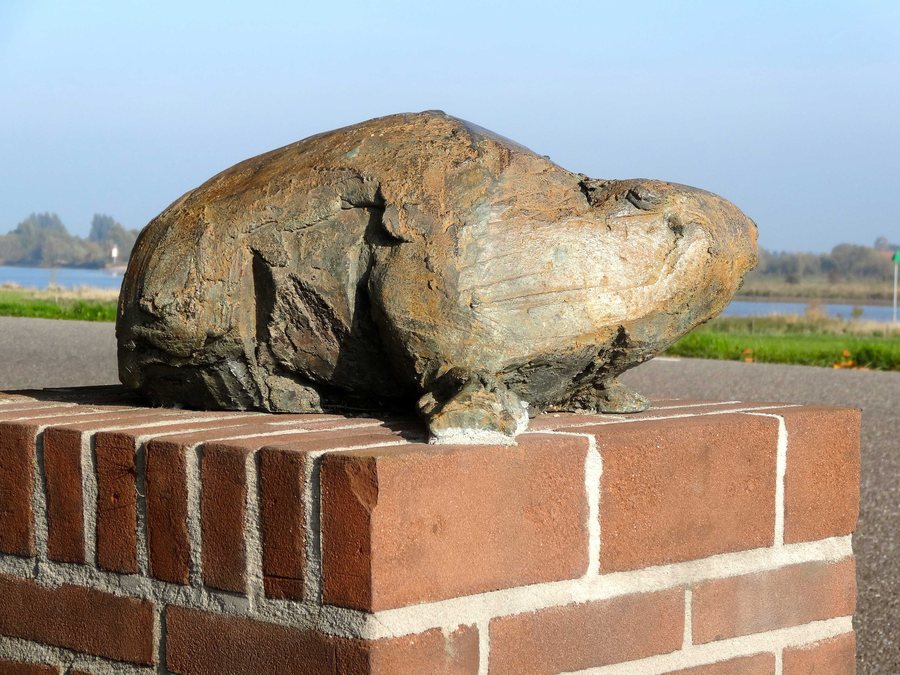 File:20151027 Laatste bever van Nederland1 Zalk door Hermieneke Schaeffer.jpg
