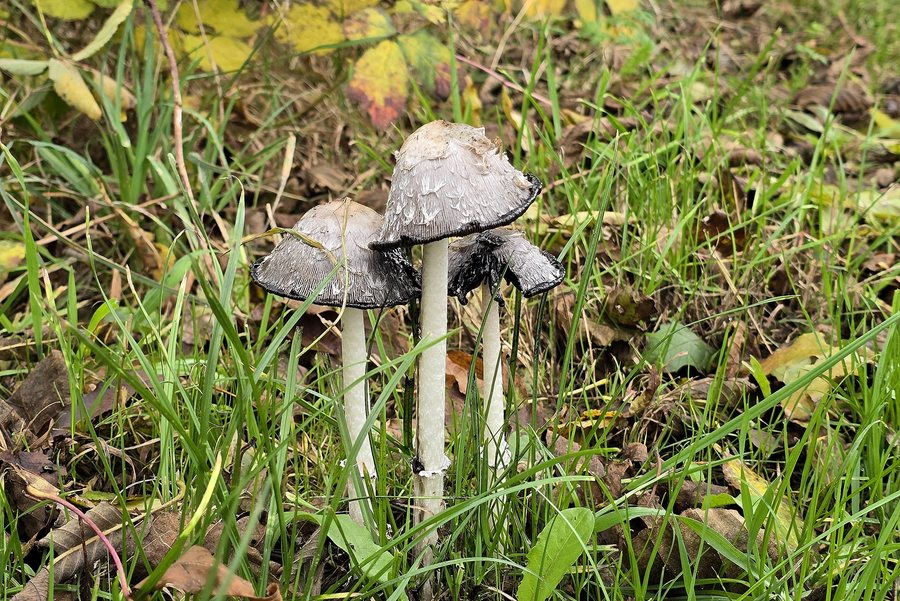 File:Skobbige inketswam (Ryptsjerk).jpg