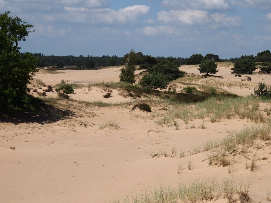 File:Stuifzand. Drents-Friesewold.JPG