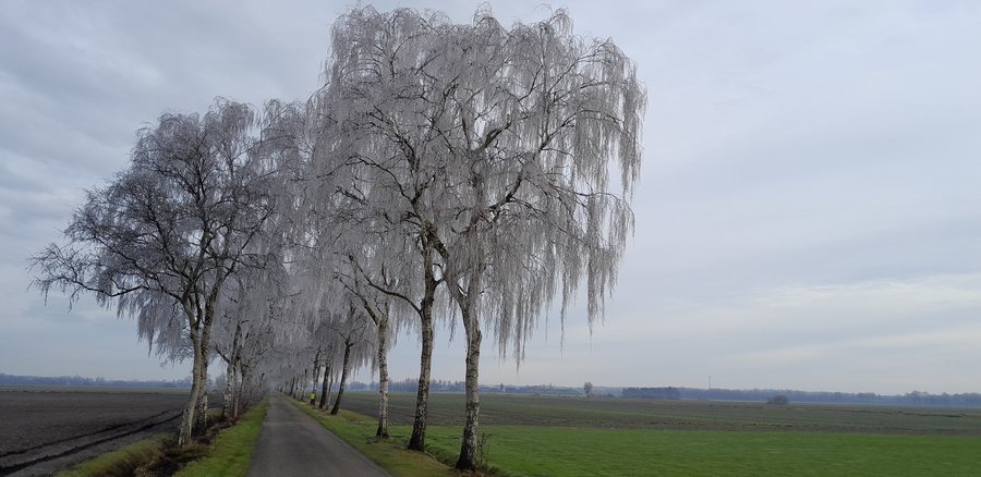 File:Geeserraai Middenraai Nieuw Balinge 2.jpg