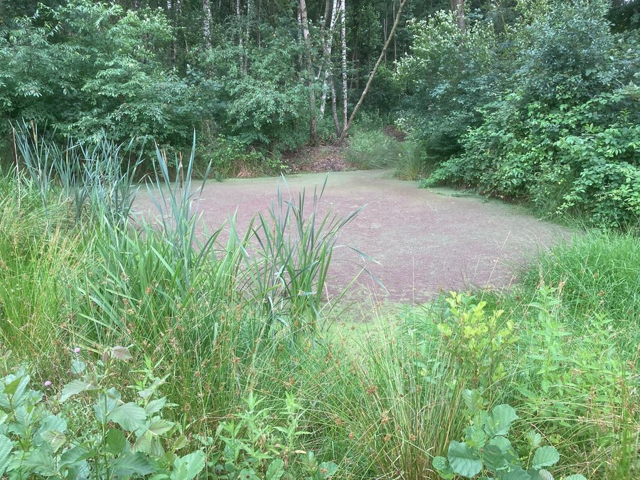 File:Dinkelland, Rossum, Goorweg, Roderveld, 2021.07.16-01.jpg