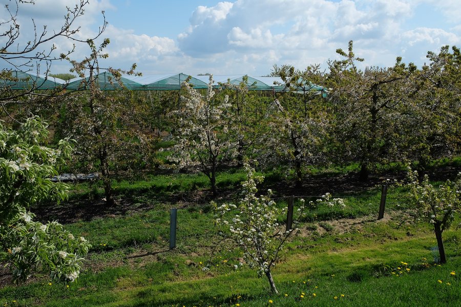File:Blooming fruit trees in Geldermalsen, Betuwe.jpg