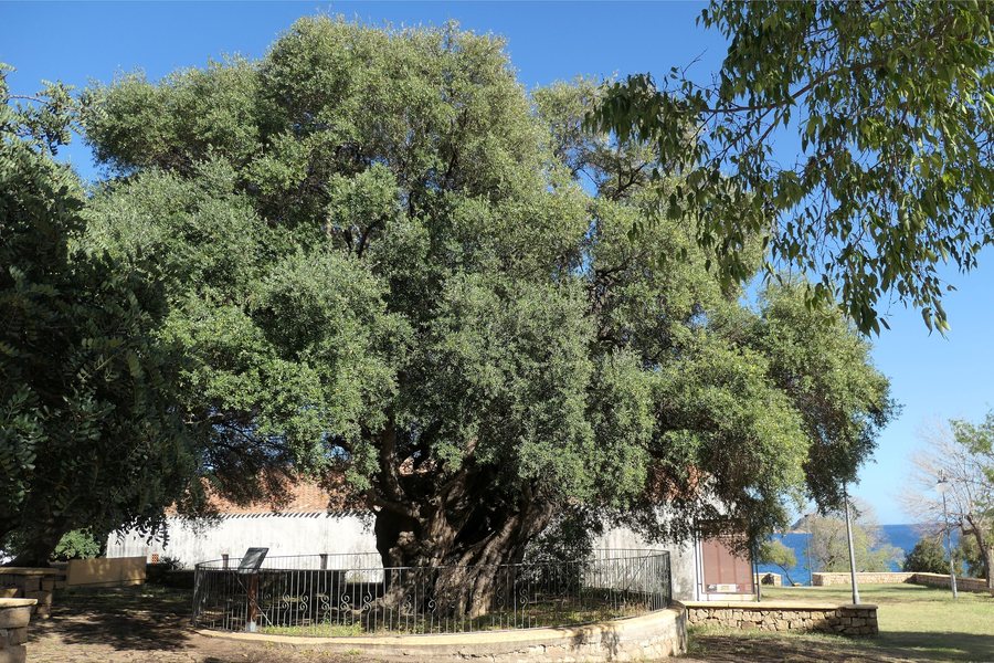 File:Olivastri di Santa Maria Navarrese, Baunei, Sardinia 2.jpg