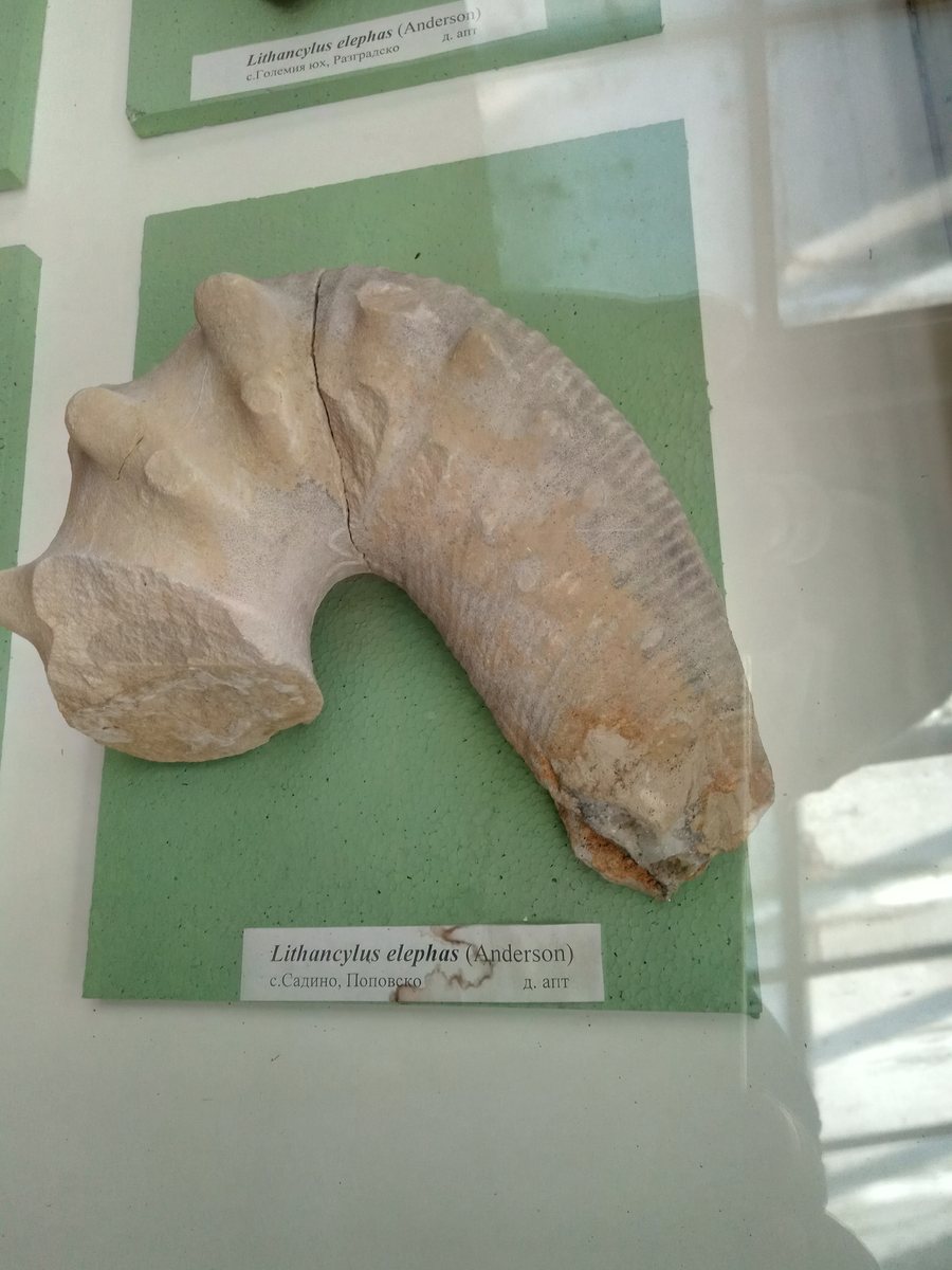 File:Lithancylus elephas (Anderson), Lower Aptian, Sadino, Popovo Municipality at the Sofia University 'St. Kliment Ohridski' Museum of Paleontology and Historical Geology.jpg