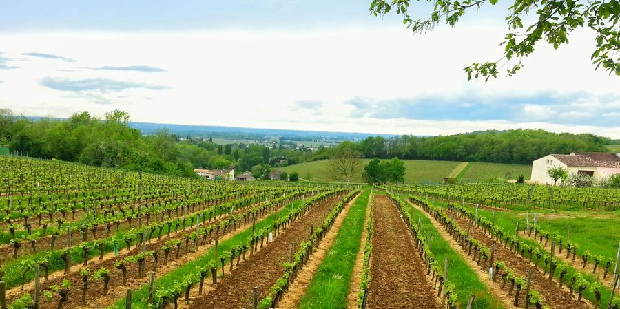 File:Vignoble de Belvès-de-Castillon - panoramio.jpg