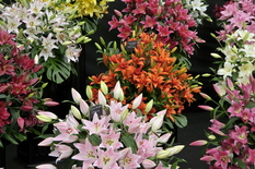 Collection of lilies at Flower Show in Chelsea